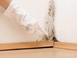 Best Mold Odor Removal Services  in Cutten, CA